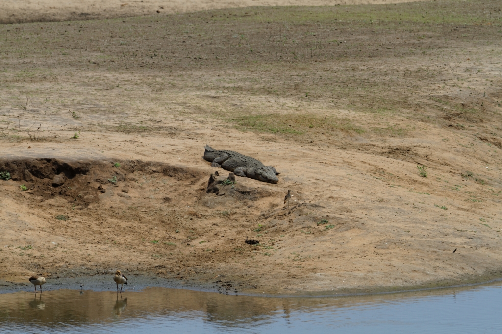 08 - Kruger NP (30).jpg